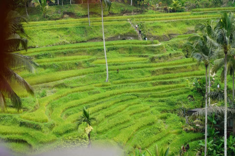 Custom Bali Trips, Built for You