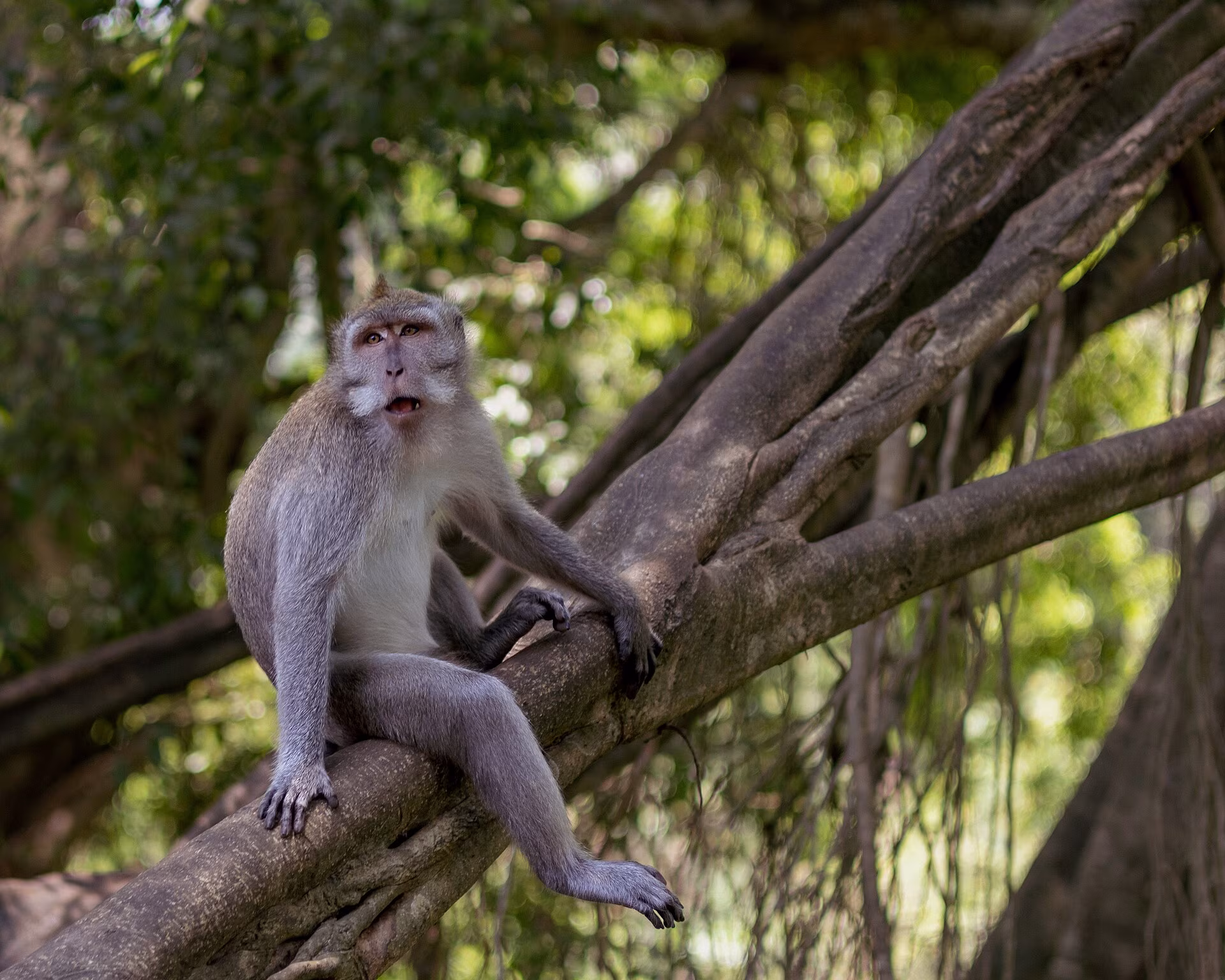 Bali Wildlife & Animal Parks