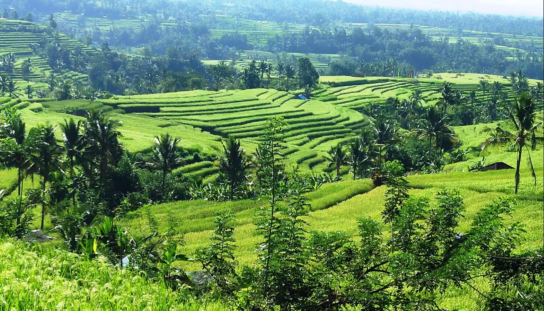 Rice Terraces & Jungle Bali