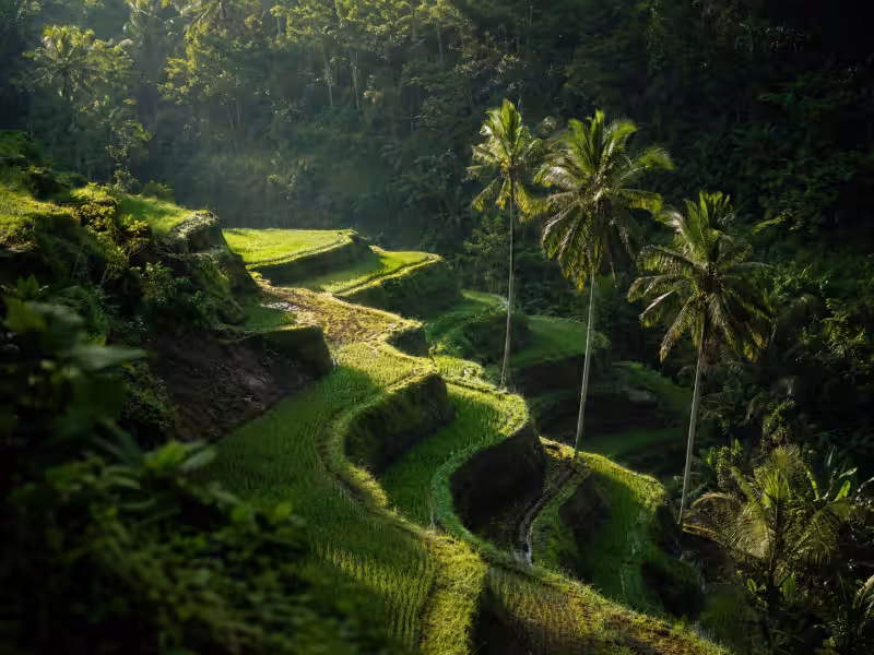 Ceking Rice Terraces Tegalalang