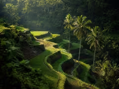 Ceking Rice Terraces Tegalalang