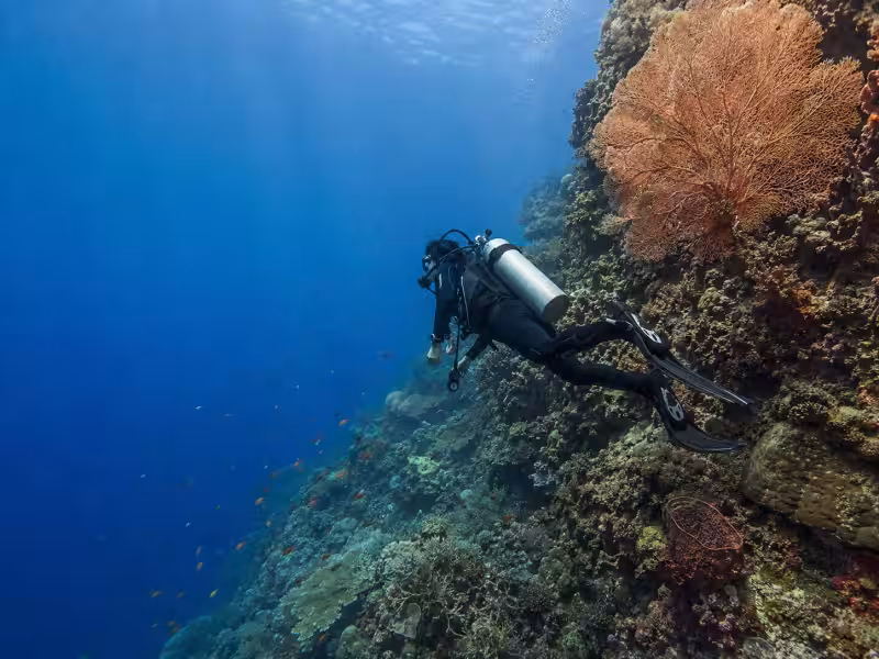 Menjangan Island Bali Diving