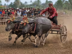 Makepung Buffalo Racing Bali: Schedule & Visitor Guide