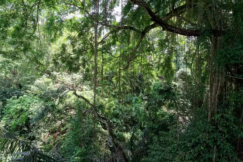 Ubud Monkey Forest Bali