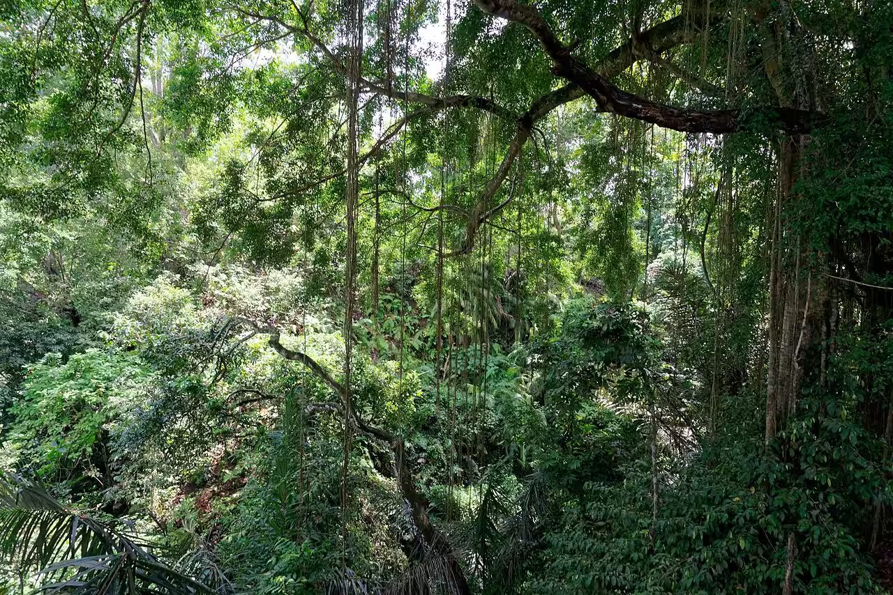 Ubud Monkey Forest Bali