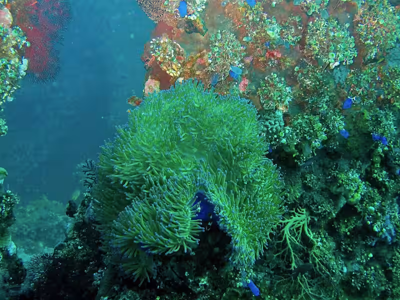 USAT Liberty Wreck