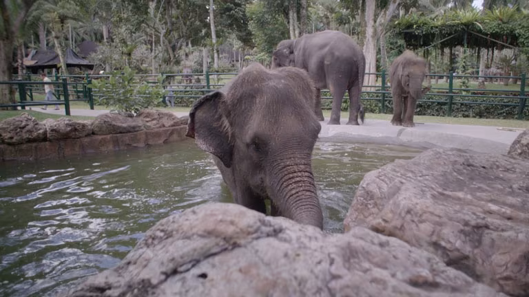Mason Elephant Park Ubud