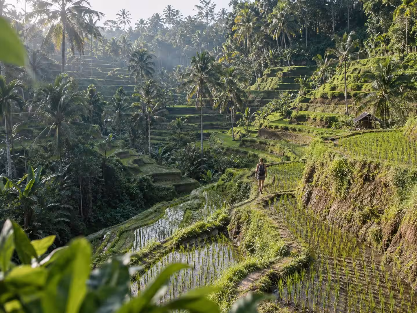 Rice Terraces & Jungle Bali Gianyar Regency in Bali