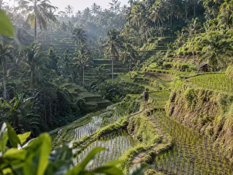 Tegalalang Rice Terraces Bali