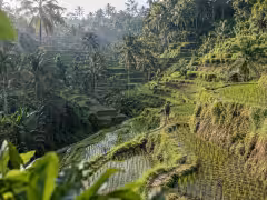 Tegalalang Rice Terraces Bali