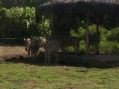 Bali Zoo Gianyar
