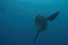 Crystal Bay Nusa Penida