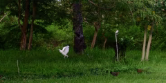 West Bali National Park Jembrana