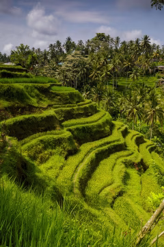 Tegalalang Rice Terraces Bali