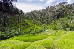 Tegalalang Rice Terraces Bali