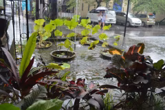 Seminyak Village Oberoi Street