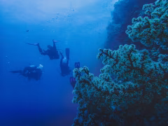 Menjangan Island Bali Diving