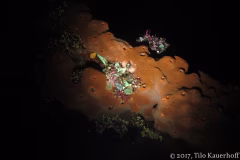 USAT Liberty Wreck