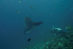 Crystal Bay Nusa Penida