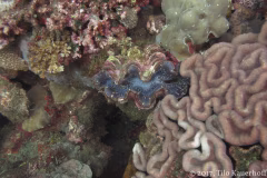 USAT Liberty Wreck