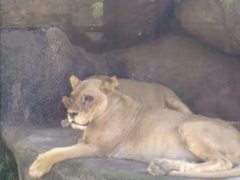 Bali Zoo Gianyar
