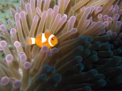 Menjangan Island Bali Diving