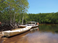 Mangrove Forest Nusa Lembongan