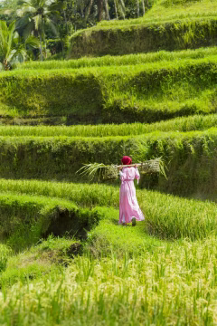 Tegalalang Rice Terraces Bali
