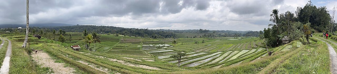 Jatiluwih Rice Terraces gallery image 2