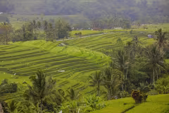 Jatiluwih Rice Terraces