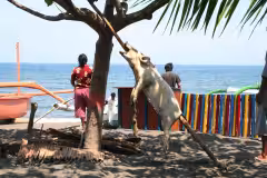 Lovina Beach