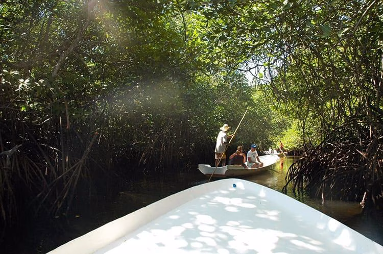 Mangrove forest view on the northern coast of Nusa Lembongan