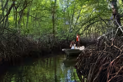 Mangrove Forest Nusa Lembongan