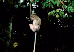 Pura Alas Kedaton