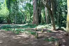 Ubud Monkey Forest Bali