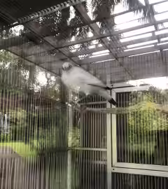 Bali Bird Park Gianyar