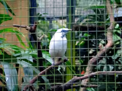 Bali Bird Park Gianyar