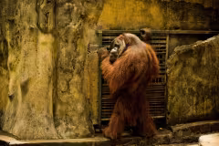 Bali Zoo Gianyar
