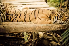 Bali Zoo Gianyar