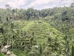 Ceking Rice Terraces Tegalalang