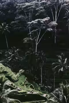 Ceking Rice Terraces Tegalalang