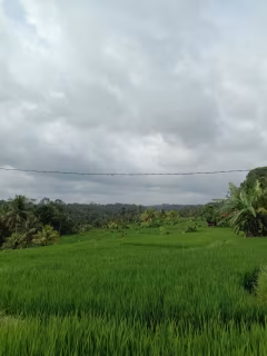 Ceking Rice Terraces Tegalalang