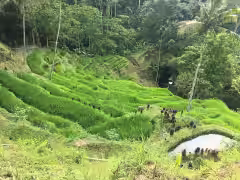Ceking Rice Terraces Tegalalang