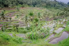 Ceking Rice Terraces Tegalalang