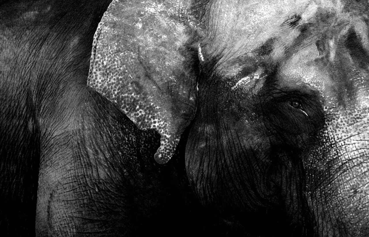 Elephant at Elephant Safari Park in Taro, Bali