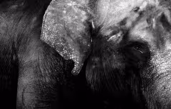 Mason Elephant Park Ubud