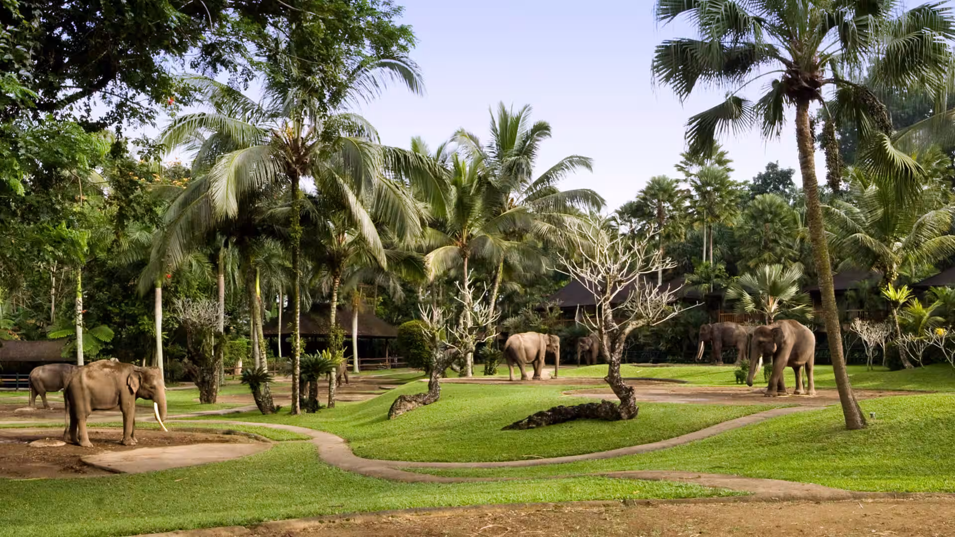 Elephants in the landscaped sanctuary at Mason Elephant Park, Taro