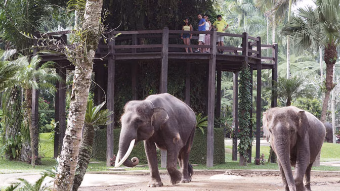 Visitors observe elephants from the treetop walkway at Mason Elephant Park