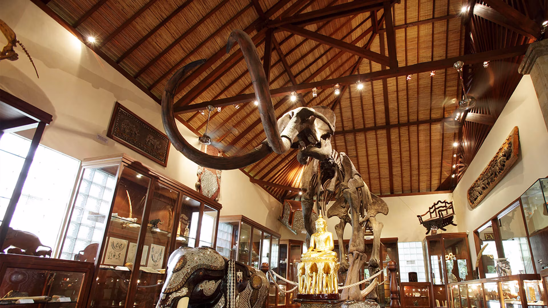 Museum interior with an elephant skeleton display at Mason Elephant Park