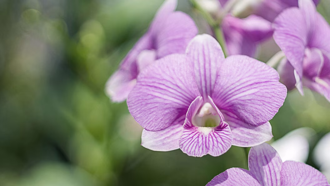Purple orchids in the landscaped grounds at Mason Elephant Park